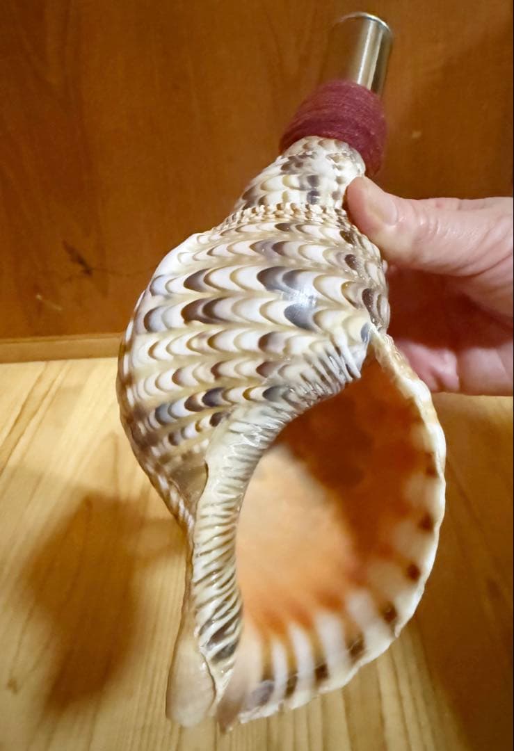 ミニ法螺貝 ホラガイ ほら貝❣️ 本当に 安い 通販