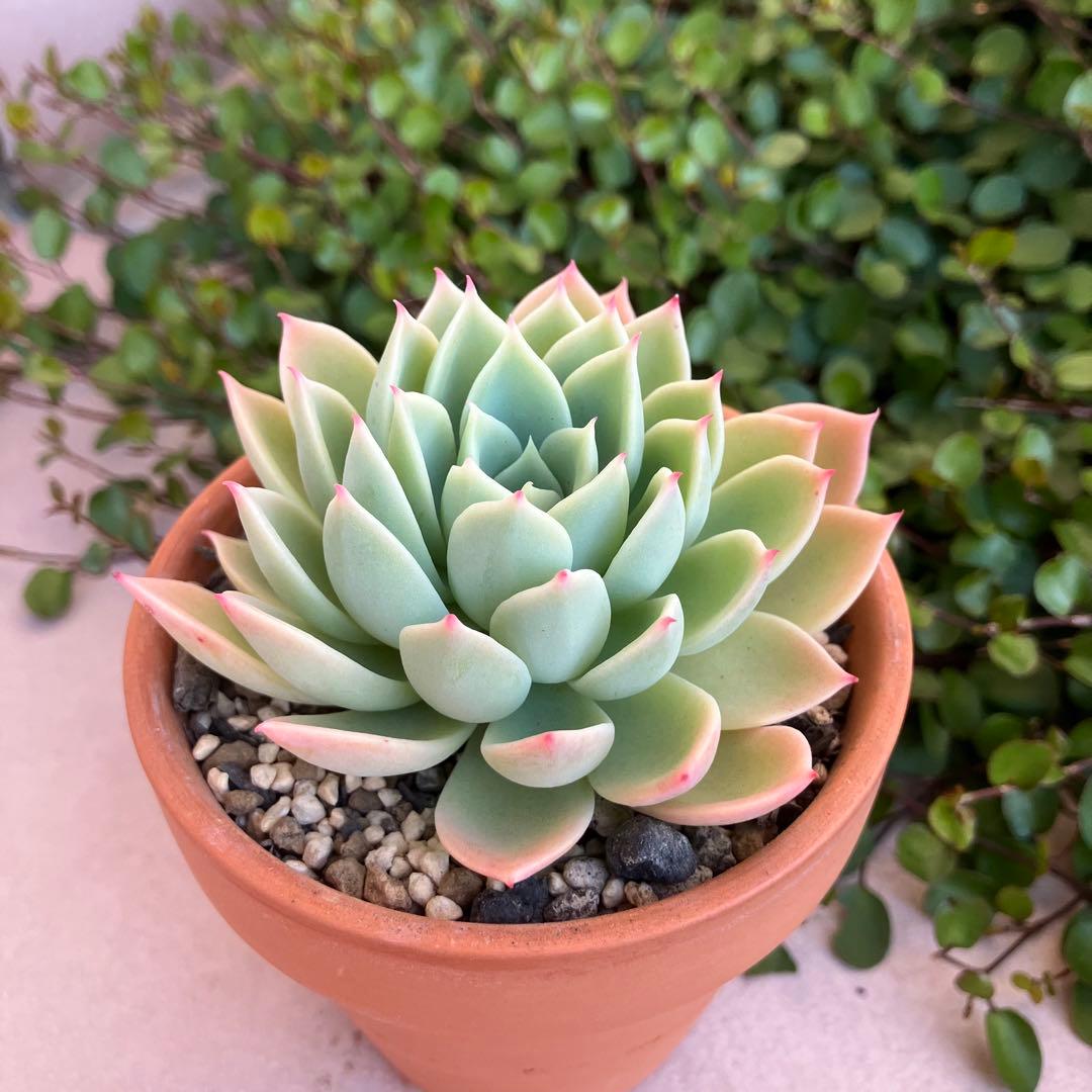 パンジー【カット】多肉植物