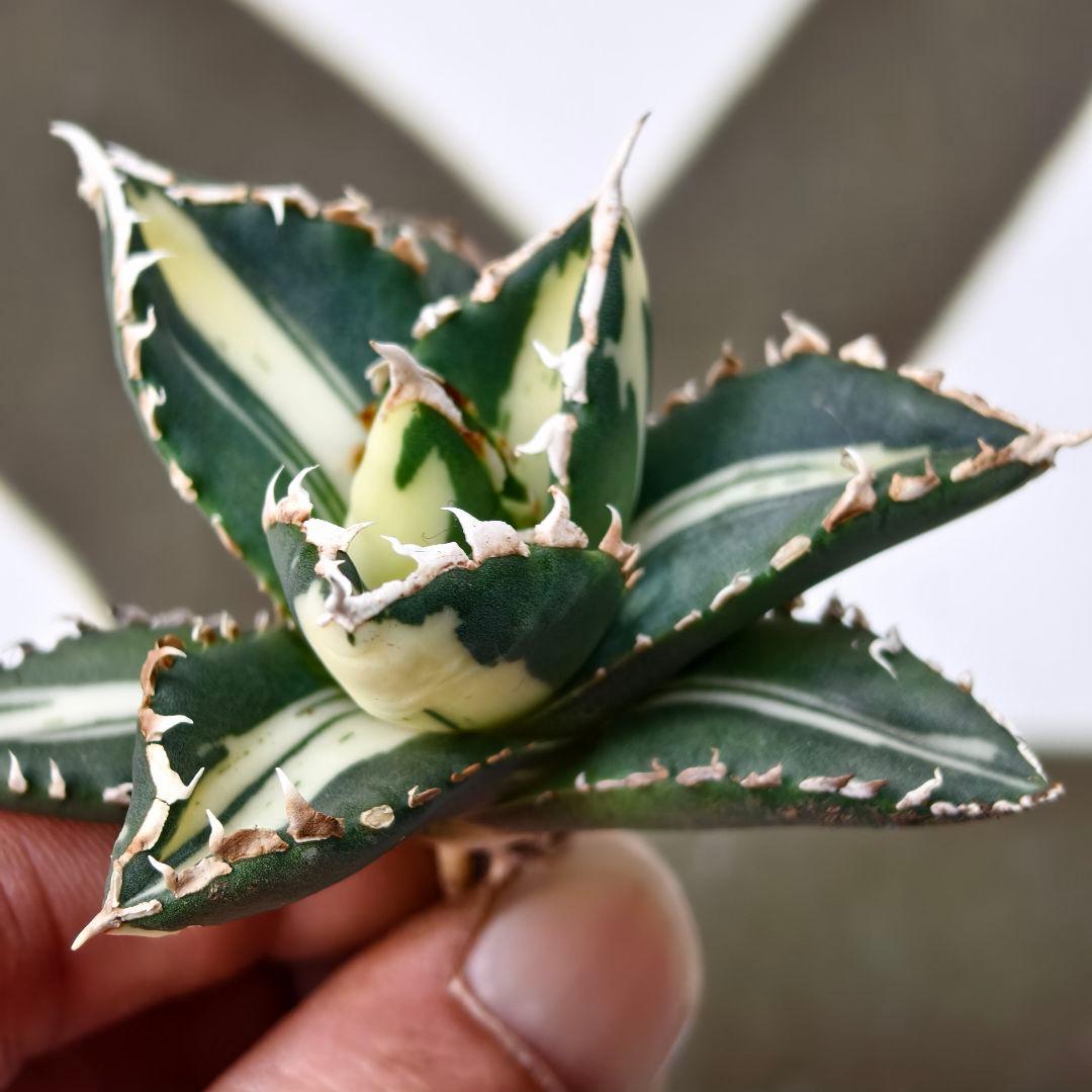 828【上澳園芸】 アガベ チタノタ 狼人錦 安定錦 白中斑