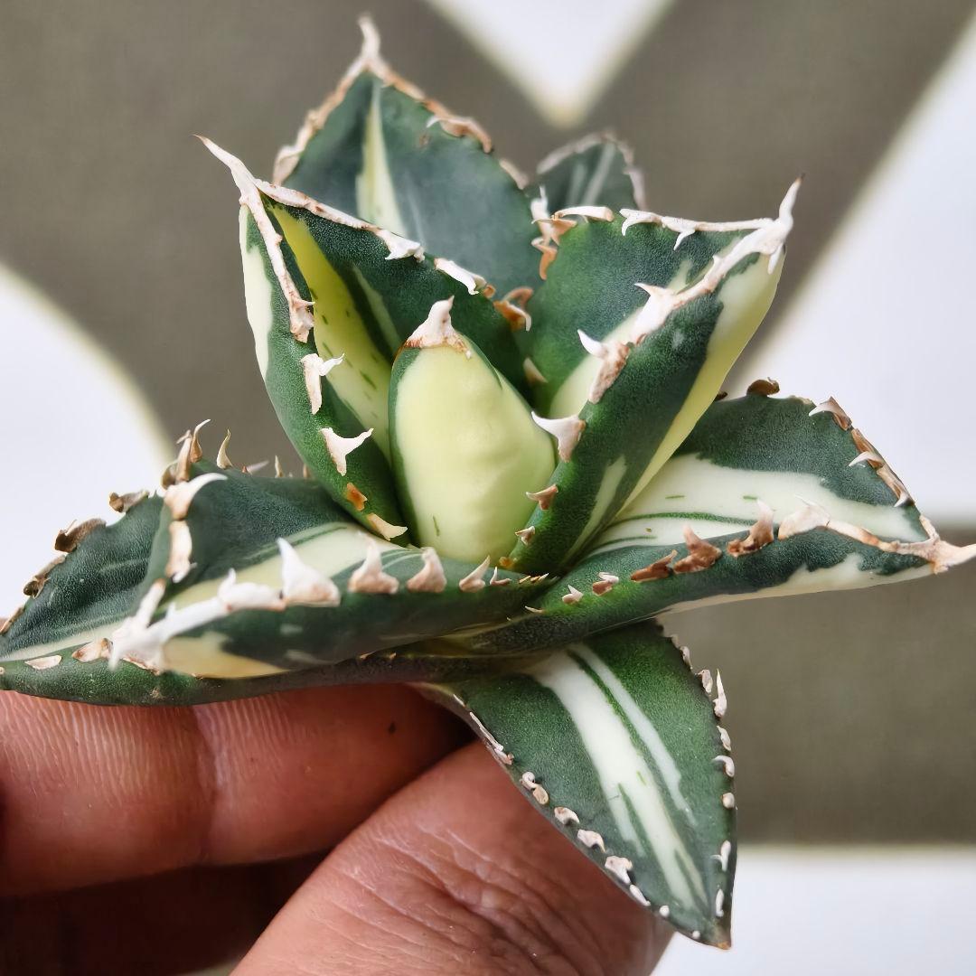 828【上澳園芸】 アガベ チタノタ 狼人錦 安定錦 白中斑