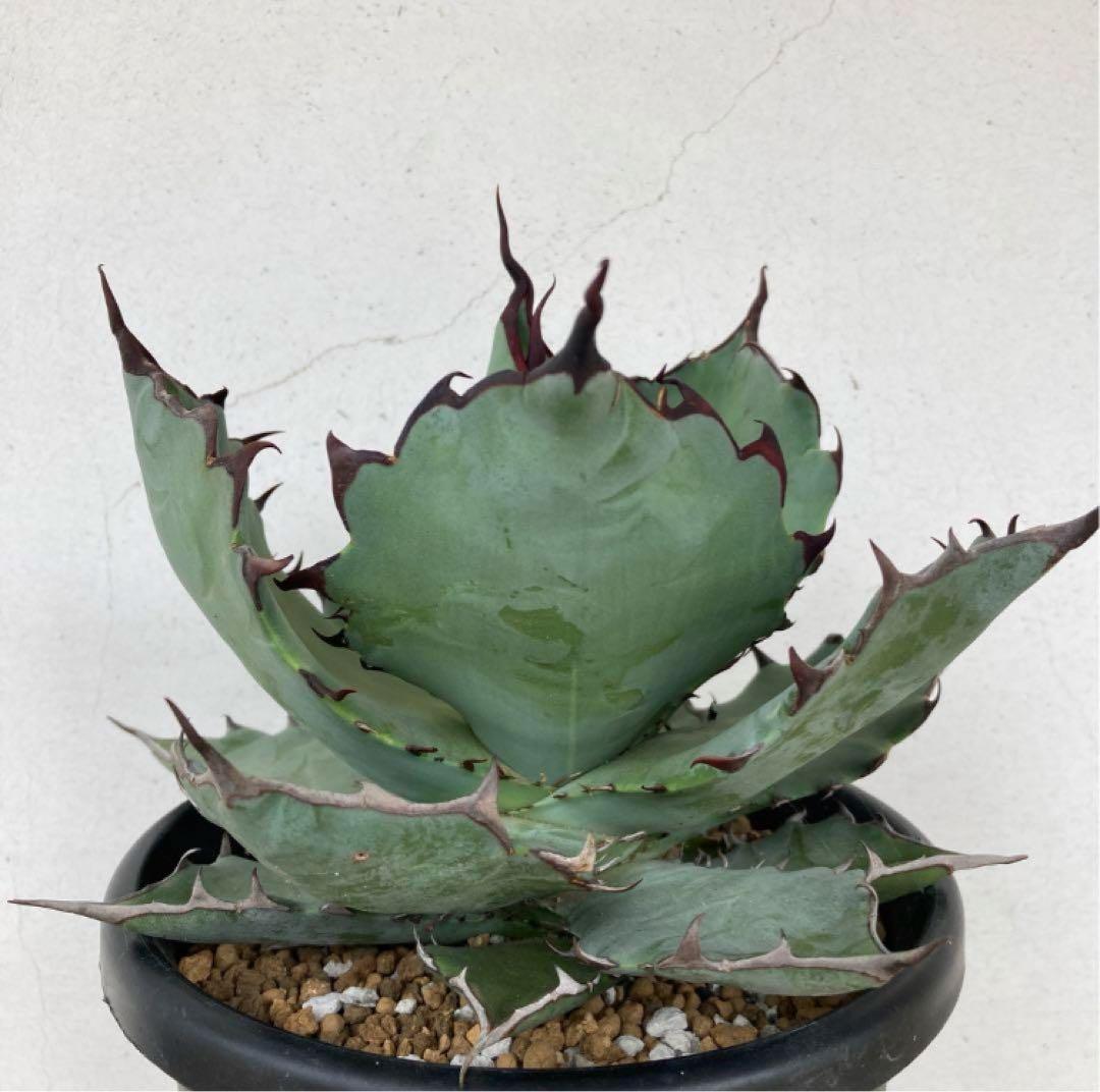 アガベ チタノタ × コロラータ ハイブリッド 子株 （オアハカ オテロイ