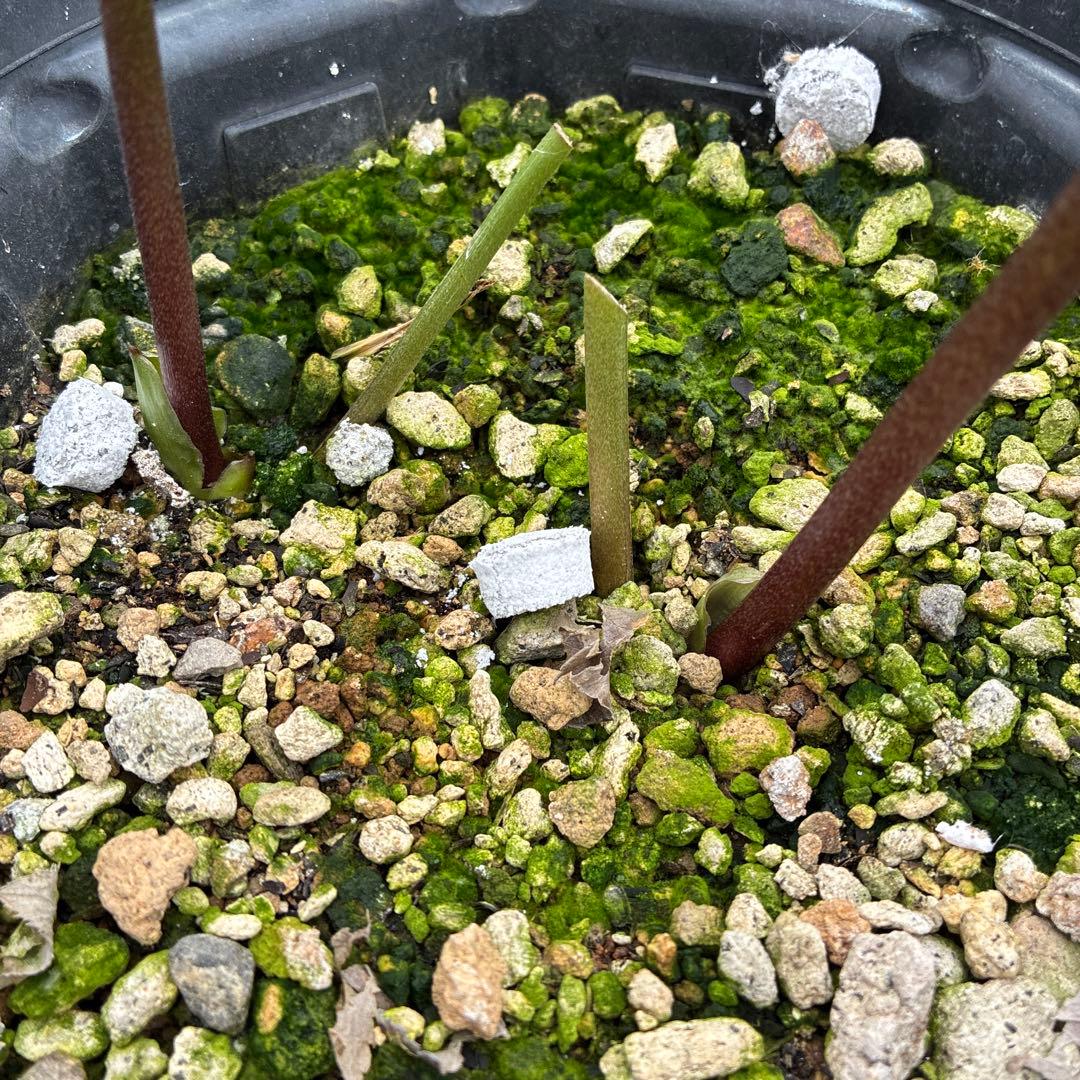 専用になります。