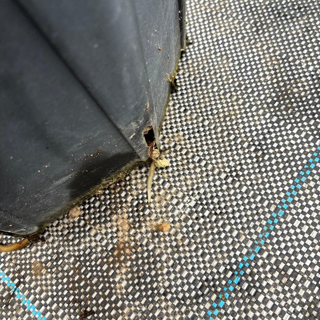 専用になります。