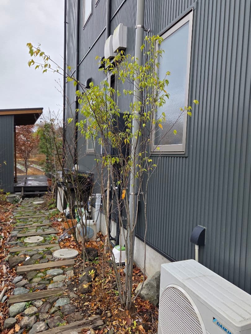 〖格安〗ハイノキ 2m ※直接引き渡し限定