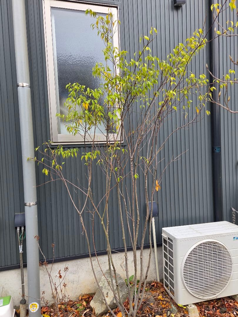 〖格安〗ハイノキ 2m ※直接引き渡し限定