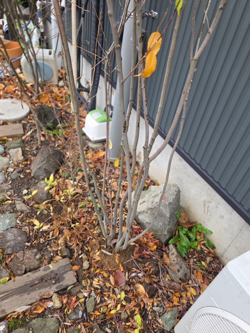 〖格安〗ハイノキ 2m ※直接引き渡し限定