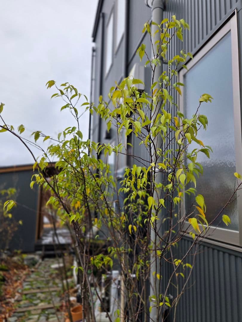 〖格安〗ハイノキ 2m ※直接引き渡し限定