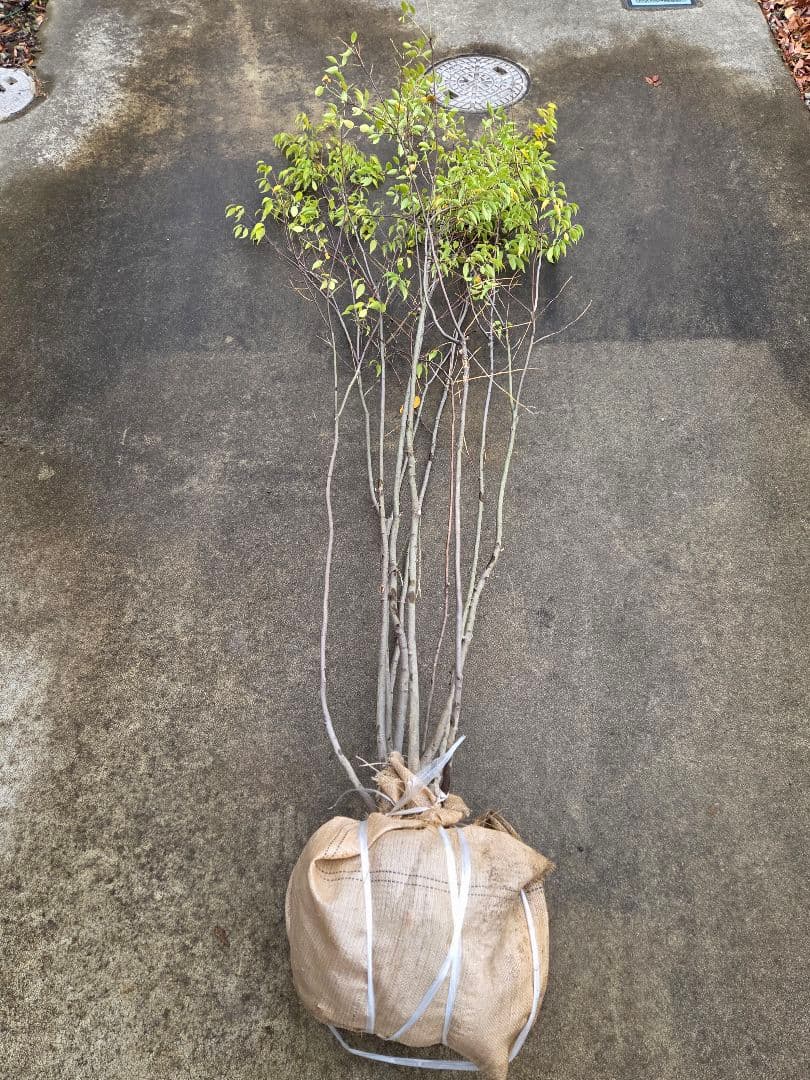 〖格安〗ハイノキ 2m ※直接引き渡し限定