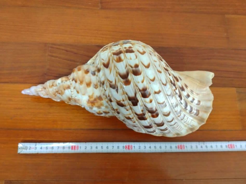 法螺貝 ほら貝 ホラ貝 784グラム 美品　沖縄