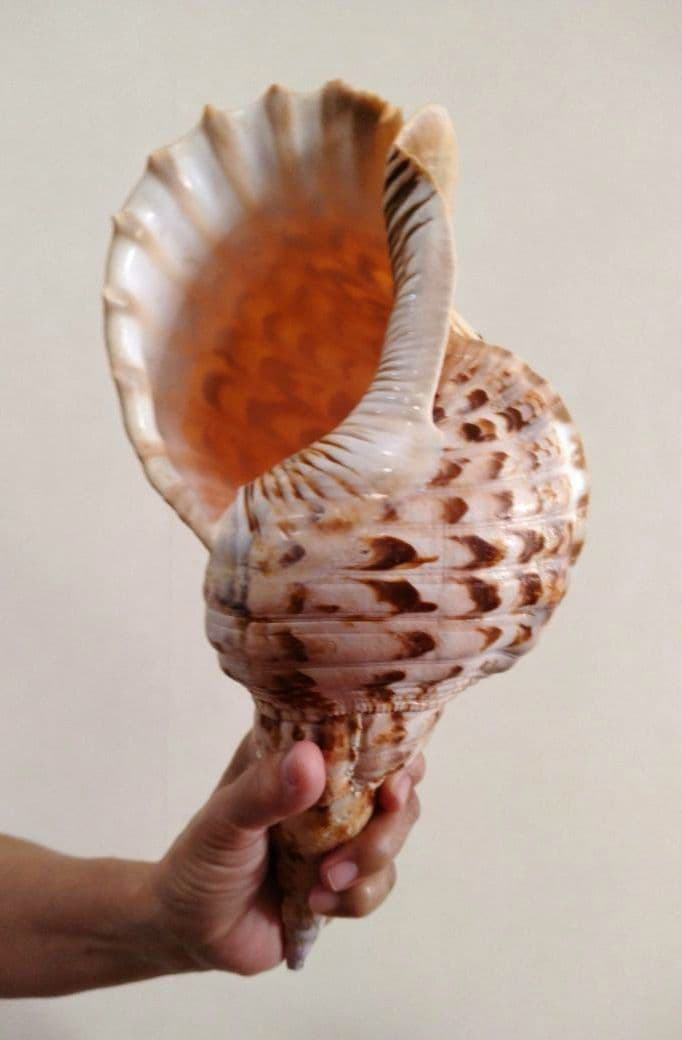 法螺貝 ほら貝 ホラ貝 784グラム 美品　沖縄