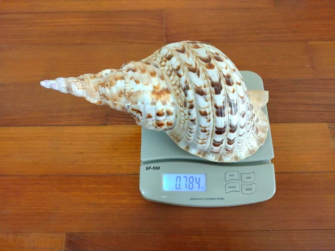 法螺貝 ほら貝 ホラ貝 784グラム 美品　沖縄