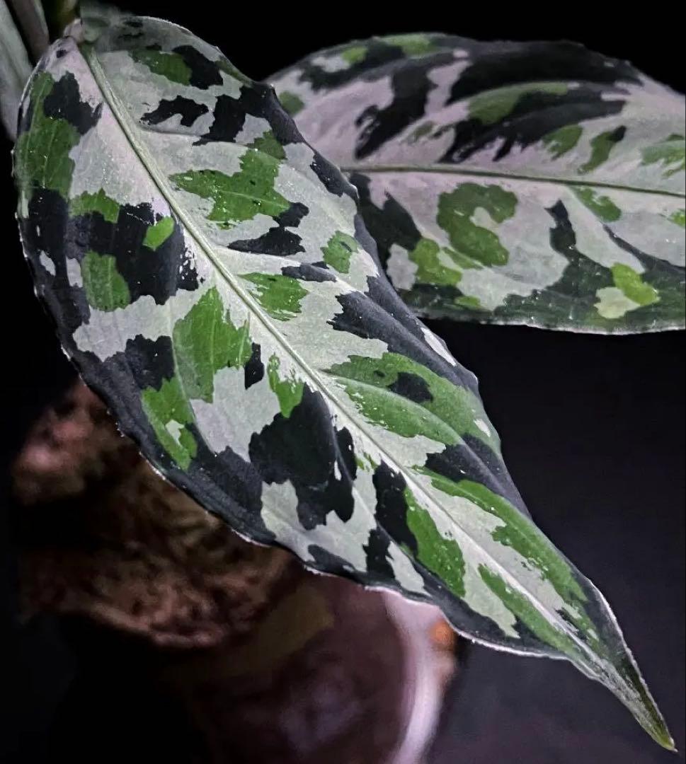 ◆RGL◆ 斑入り 中株 現地便 南スマトラ アグラオネマピクタム マルチカラー