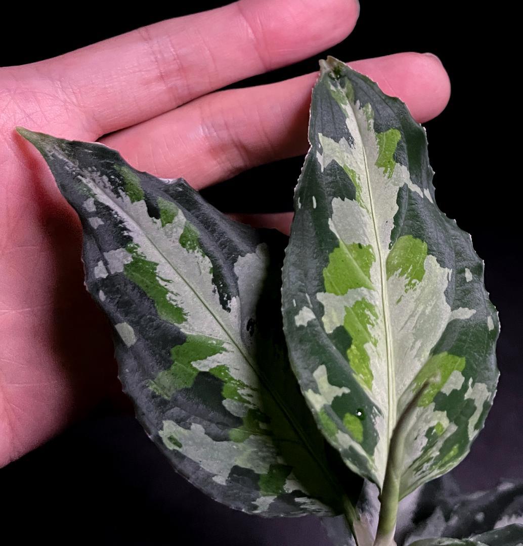 ◆RGL◆ 斑入り 中株 現地便 南スマトラ アグラオネマピクタム マルチカラー