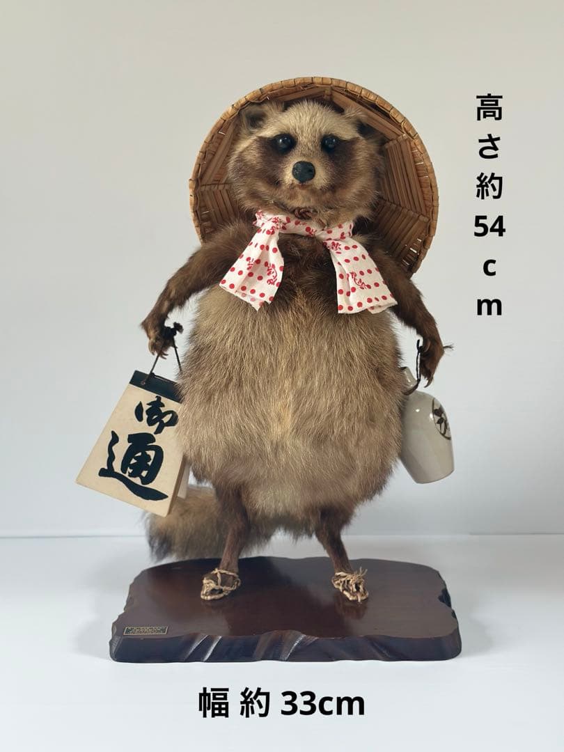 狸 たぬこ 剥製 - メルカリ