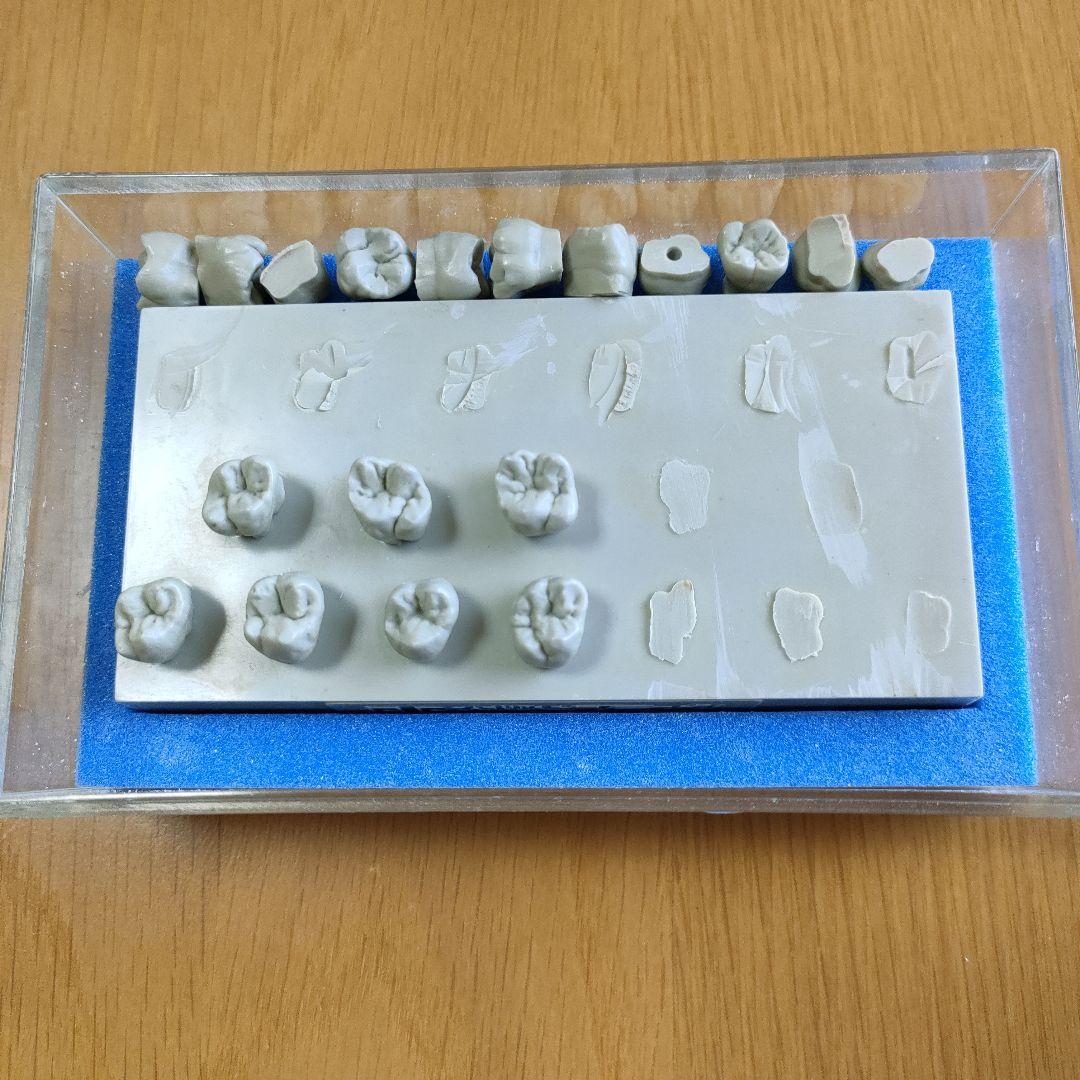 大阪セラミックトレーニングセンター エポキシ歯牙模型　歯科技工　歯型彫刻