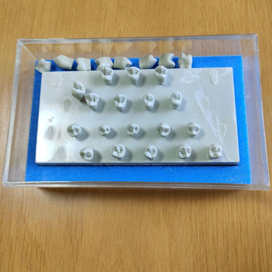 大阪セラミックトレーニングセンター エポキシ歯牙模型　歯科技工　歯型彫刻