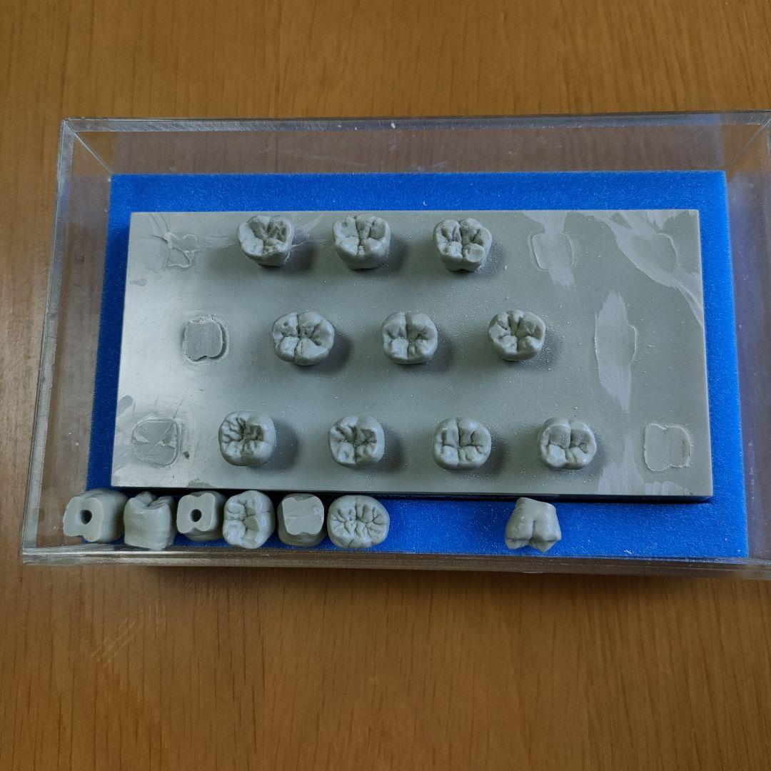 大阪セラミックトレーニングセンター エポキシ歯牙模型　歯科技工　歯型彫刻