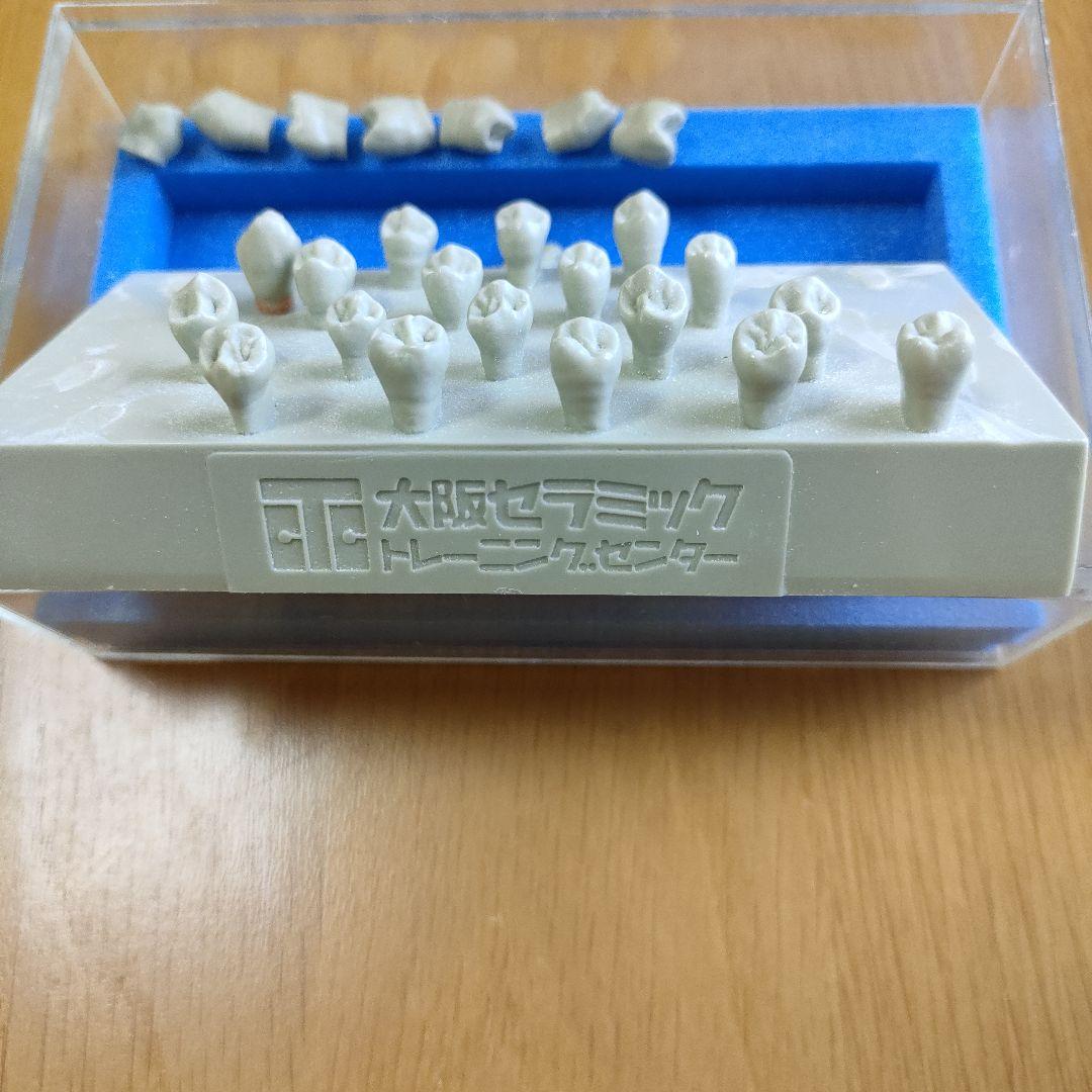 大阪セラミックトレーニングセンター エポキシ歯牙模型　歯科技工　歯型彫刻