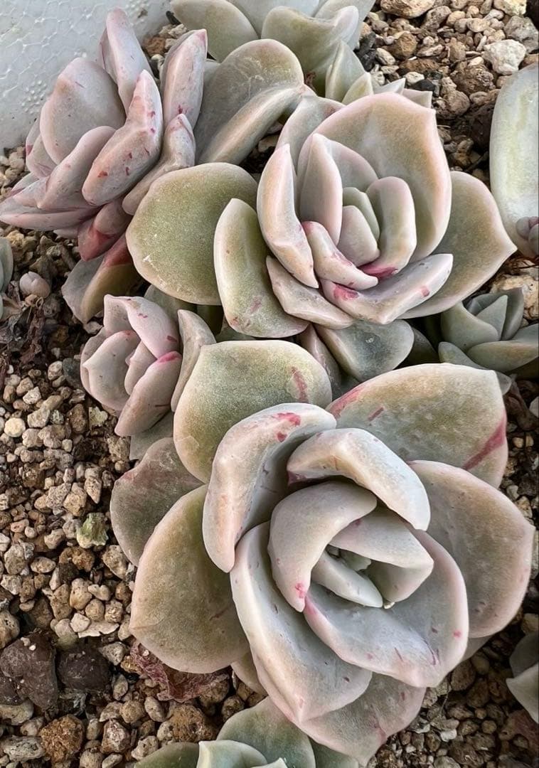 多肉植物 ラブリーローズ錦 4頭赤斑 抜き苗 - メルカリ