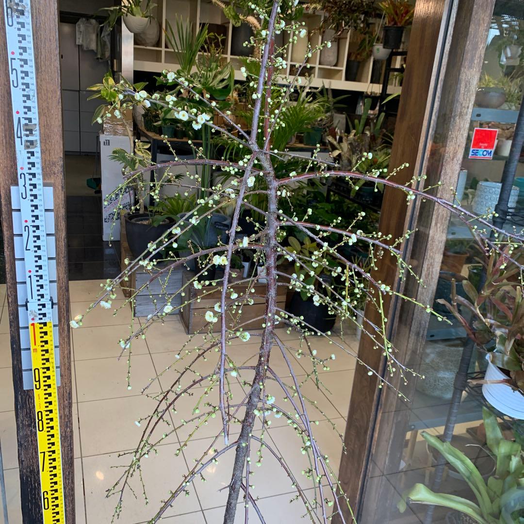 枝垂れ梅　シダレウメ 白花 苗木　2