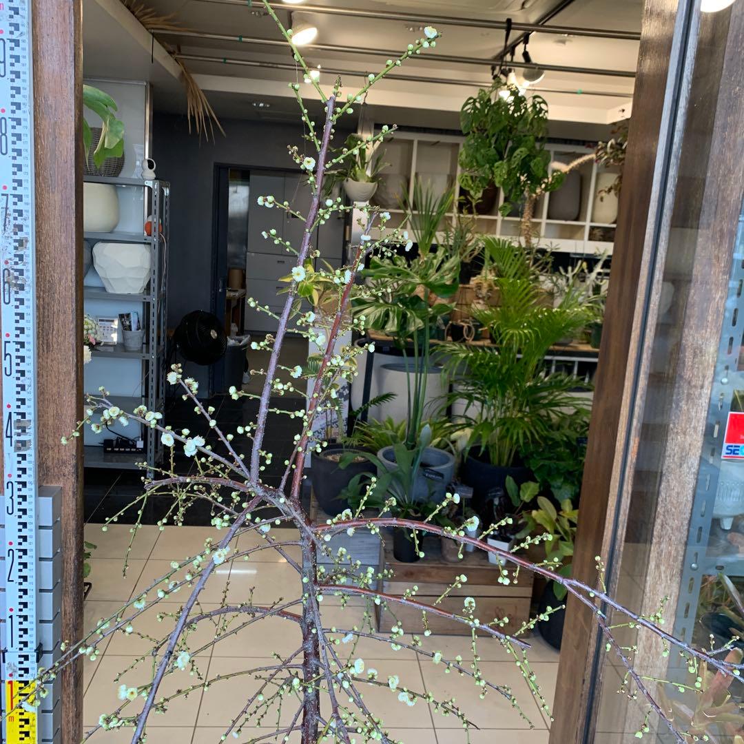 枝垂れ梅　シダレウメ 白花 苗木　2