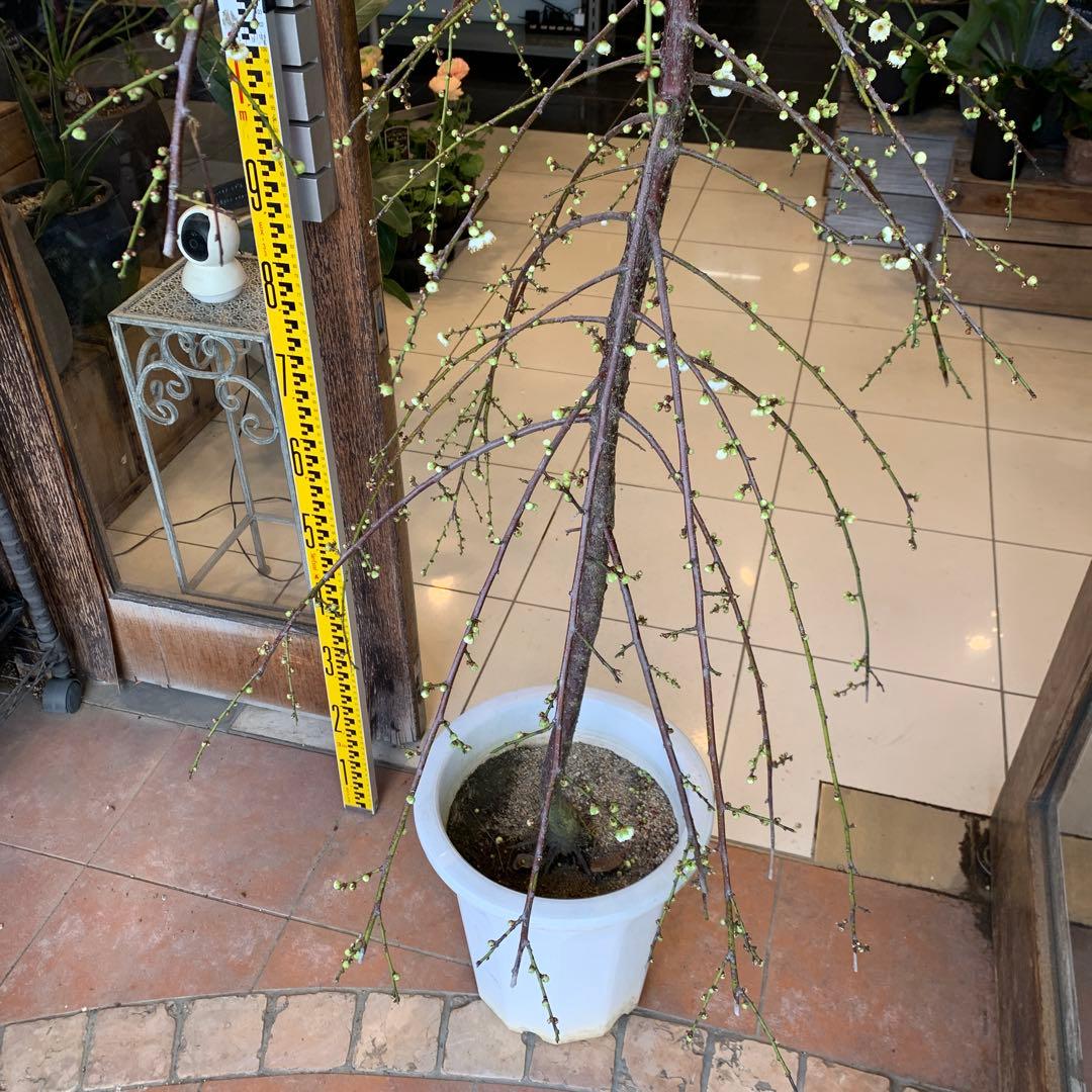 枝垂れ梅　シダレウメ 白花 苗木　2