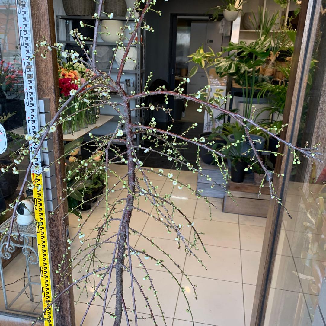 枝垂れ梅　シダレウメ 白花 苗木　2