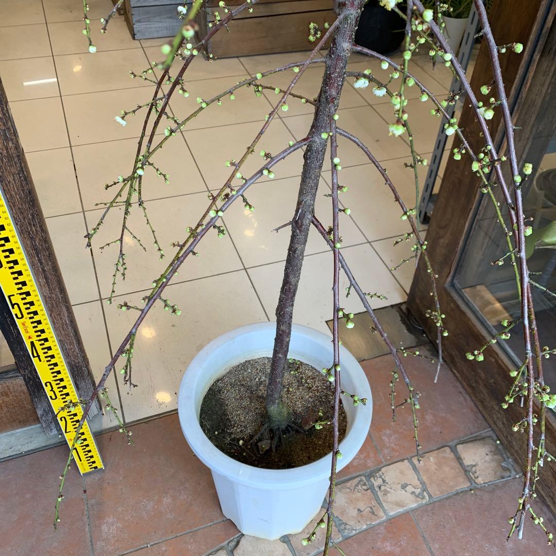 枝垂れ梅　シダレウメ 白花 苗木　2