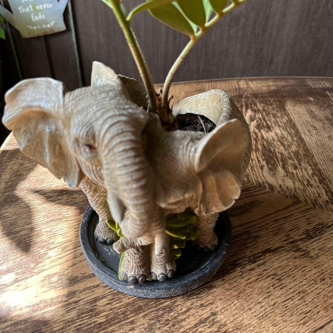 象型観葉植物 鉢植え