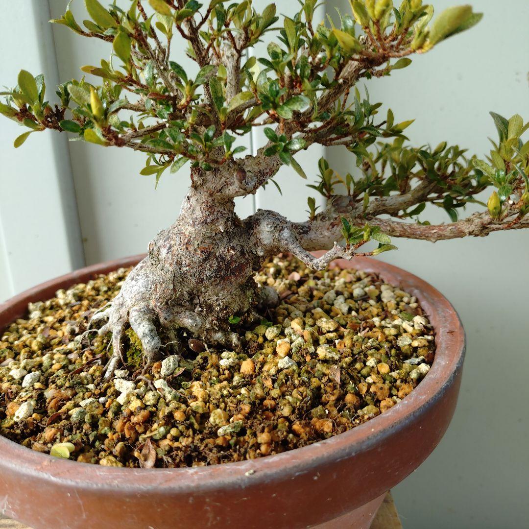 小品皐月　明美の月　短寸太幹　高13cm