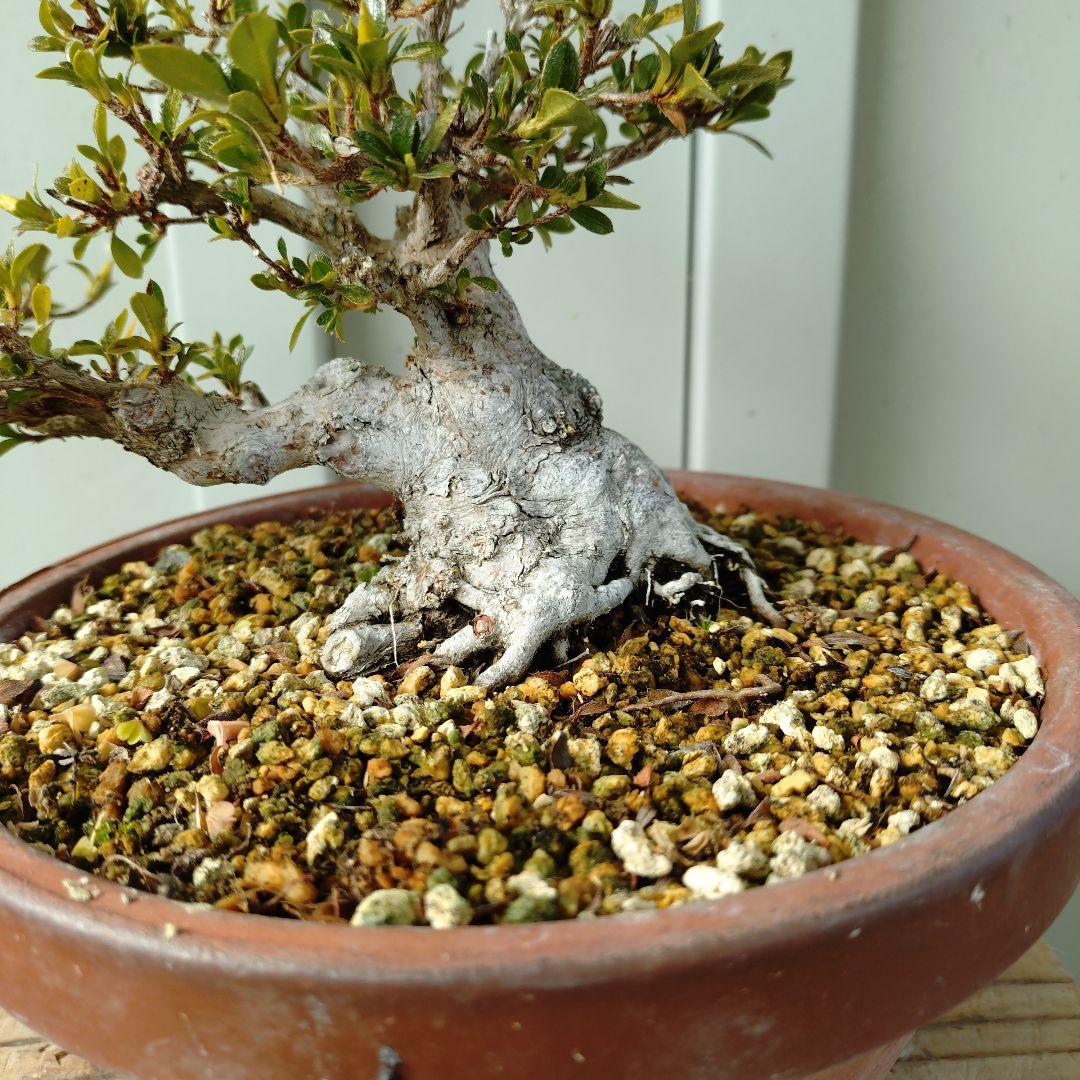 小品皐月　明美の月　短寸太幹　高13cm