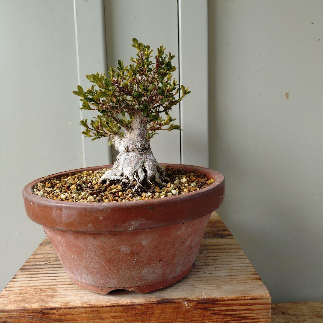 小品皐月　明美の月　短寸太幹　高13cm