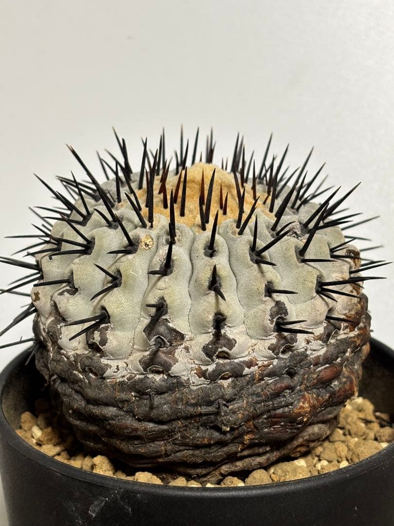 発根済　コピアポア コルムナアルバ Copiapoa 孤竜丸　黒王丸　シネレア