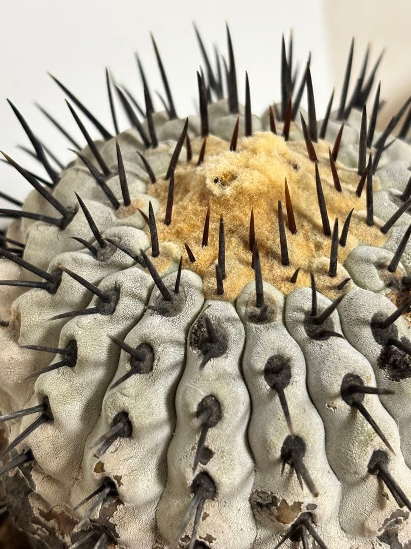 発根済　コピアポア コルムナアルバ Copiapoa 孤竜丸　黒王丸　シネレア