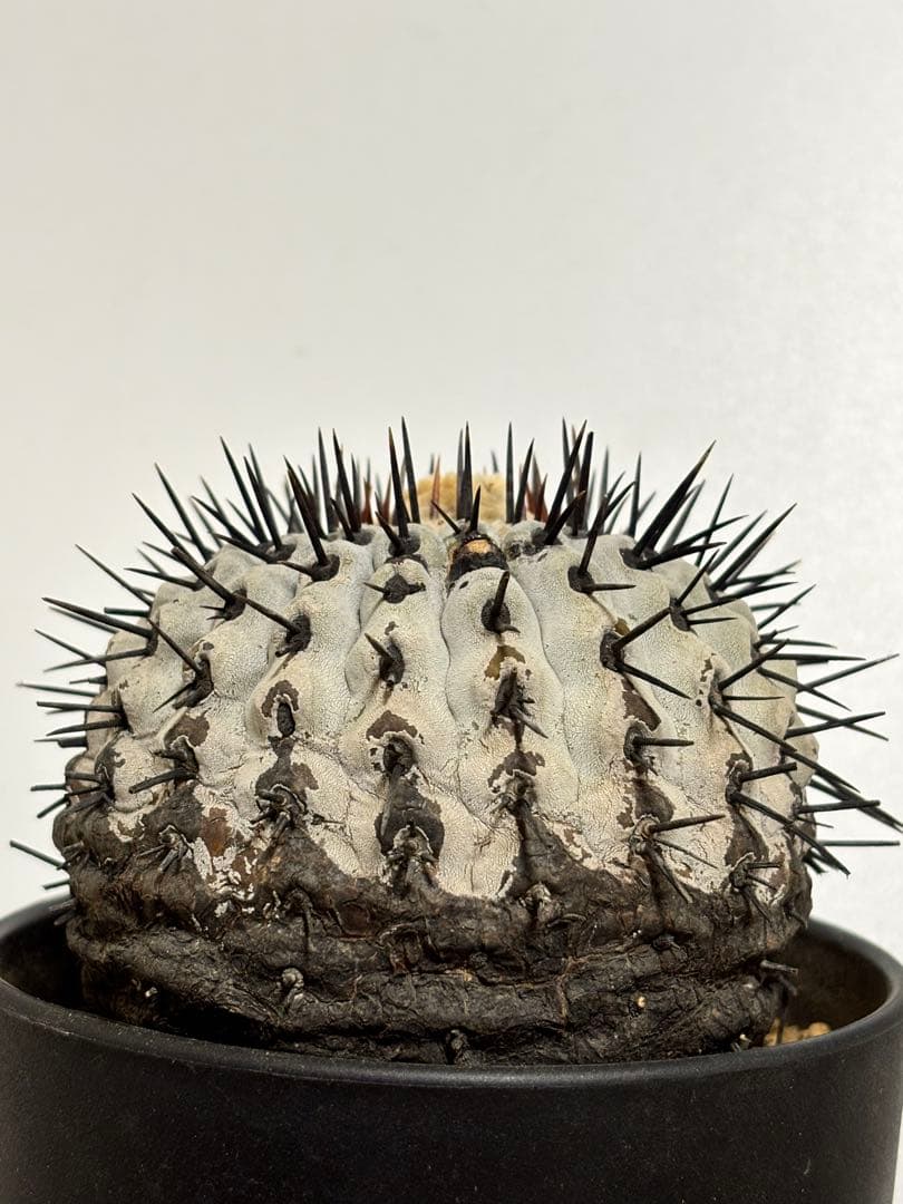 発根済　コピアポア コルムナアルバ Copiapoa 孤竜丸　黒王丸　シネレア