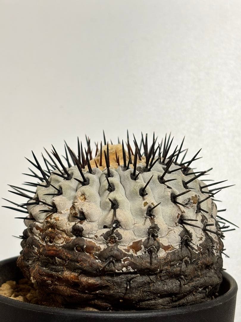 発根済　コピアポア コルムナアルバ Copiapoa 孤竜丸　黒王丸　シネレア