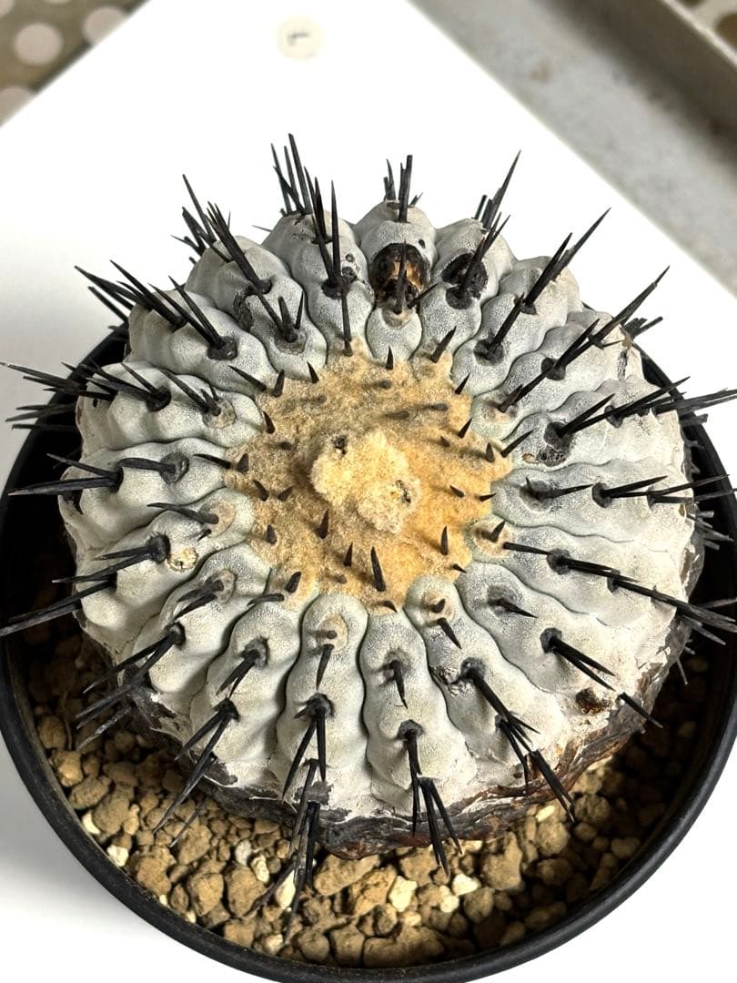 発根済　コピアポア コルムナアルバ Copiapoa 孤竜丸　黒王丸　シネレア