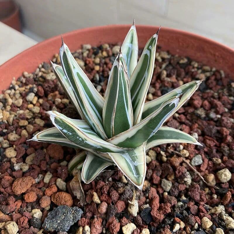多肉植物アガべ氷山極上大株