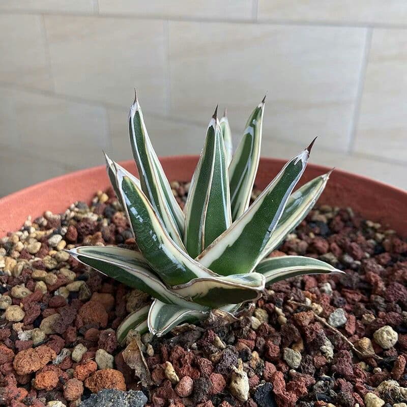 多肉植物アガべ氷山極上大株