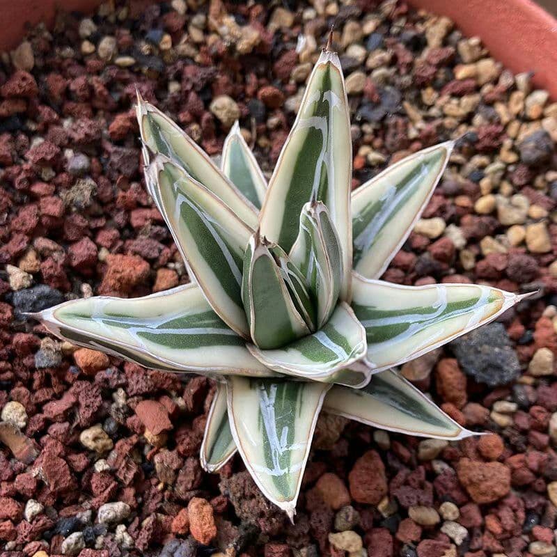 多肉植物アガべ氷山極上大株