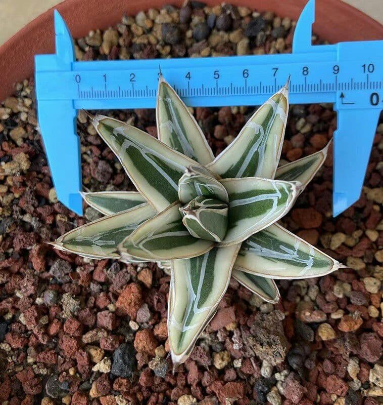 多肉植物アガべ氷山極上大株