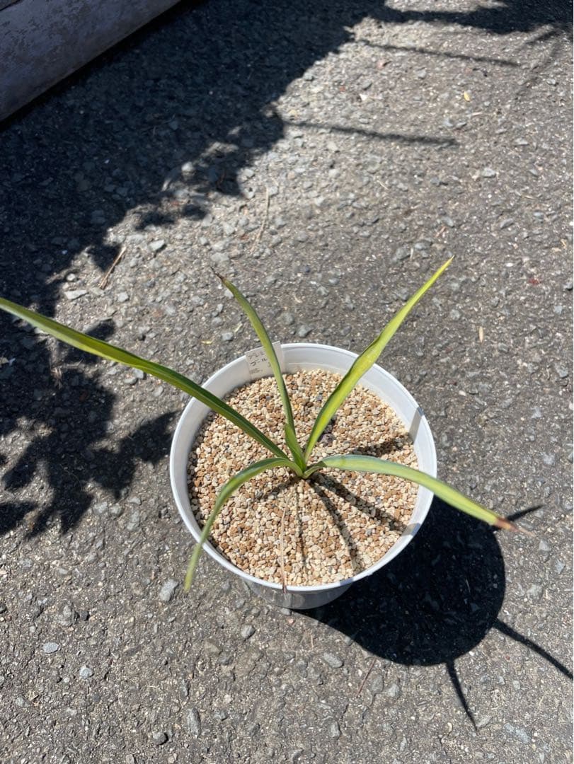 ユッカ プレミアムゴールド - メルカリ