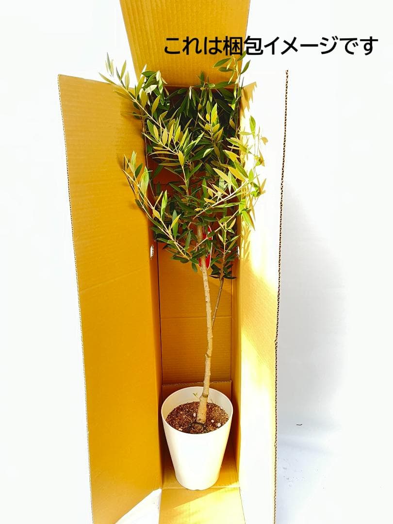 オリーブの木 ルッカ 7号 約125cm NO.906 人気品種 現品掲載 - メルカリ