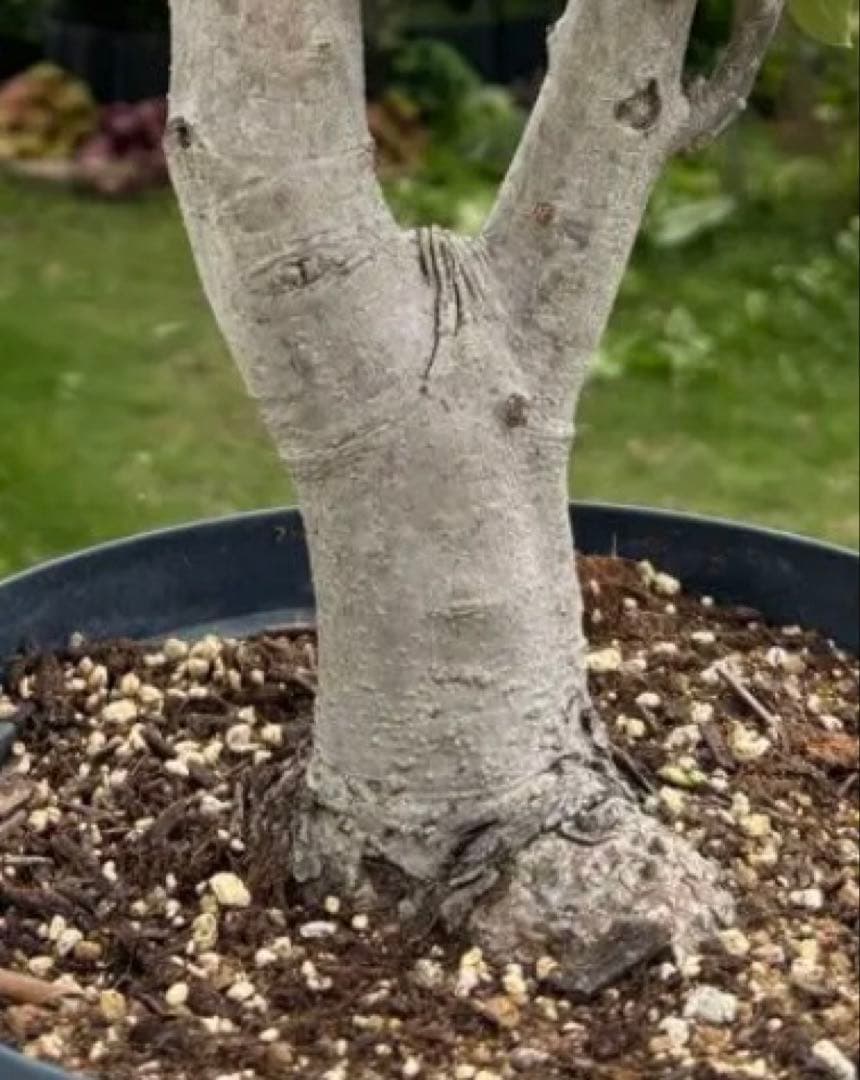 オリーブの木　極太　古木　シンボルツリー　植物　盆栽