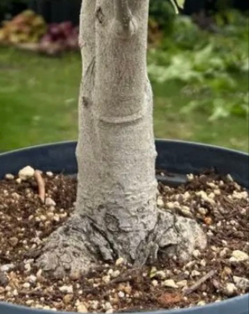 オリーブの木　極太　古木　シンボルツリー　植物　盆栽