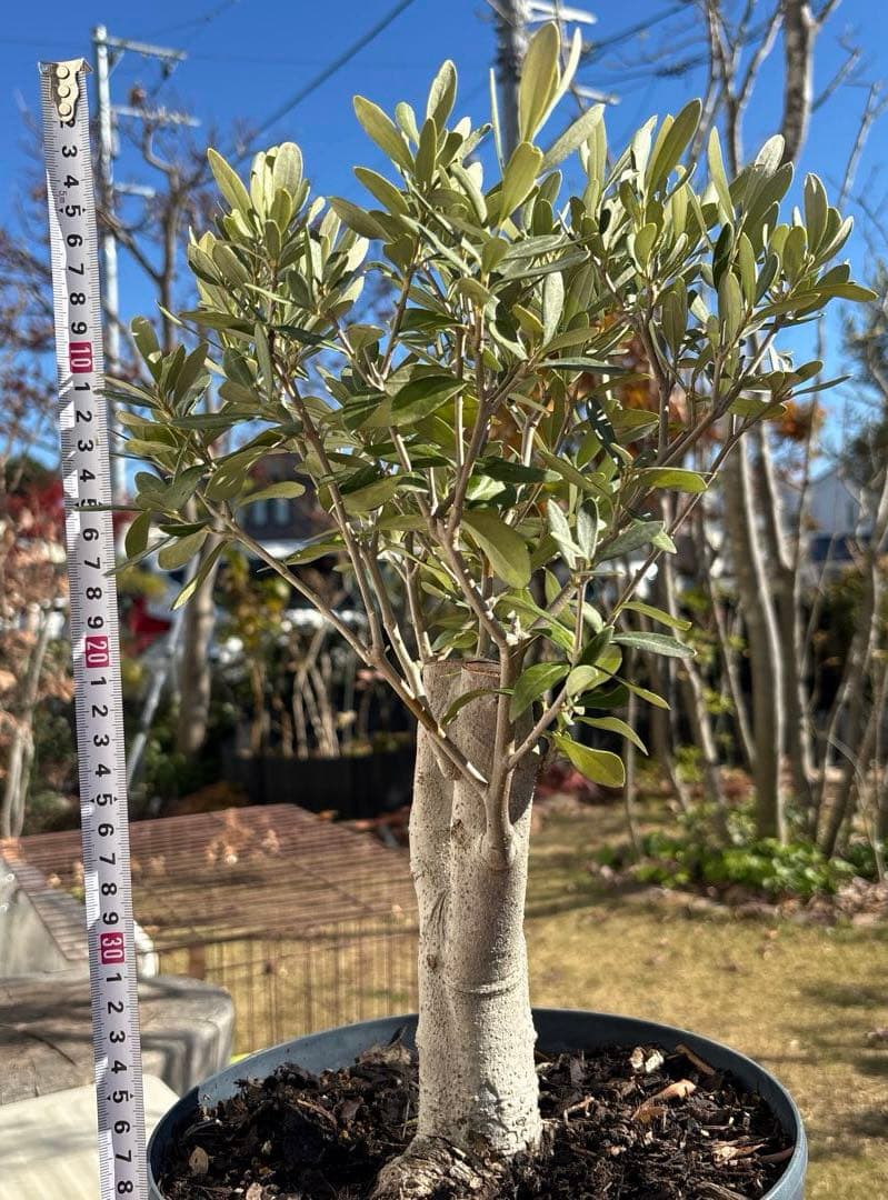 オリーブの木　極太　古木　シンボルツリー　植物　盆栽
