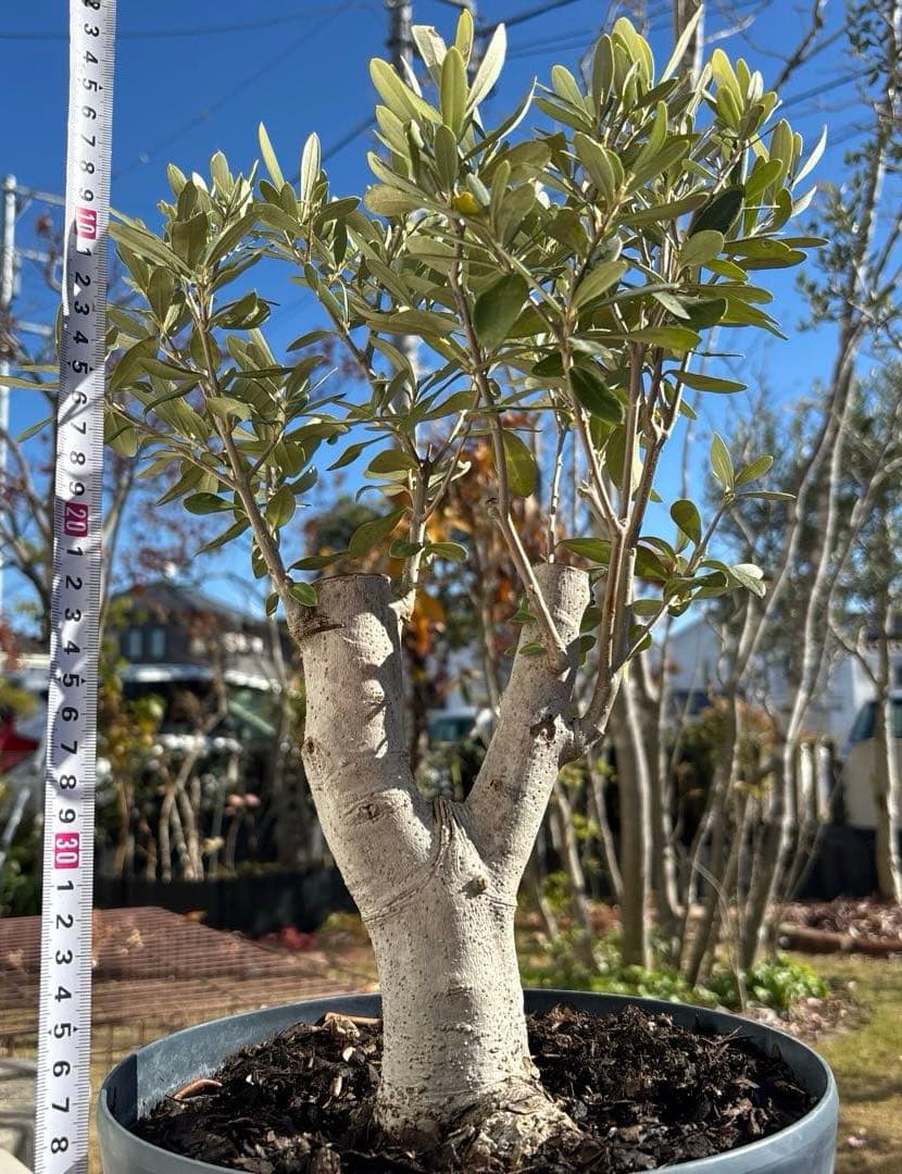 オリーブの木　極太　古木　シンボルツリー　植物　盆栽