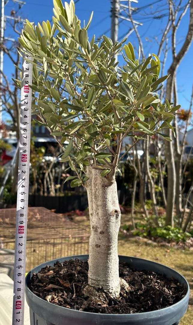 オリーブの木　極太　古木　シンボルツリー　植物　盆栽