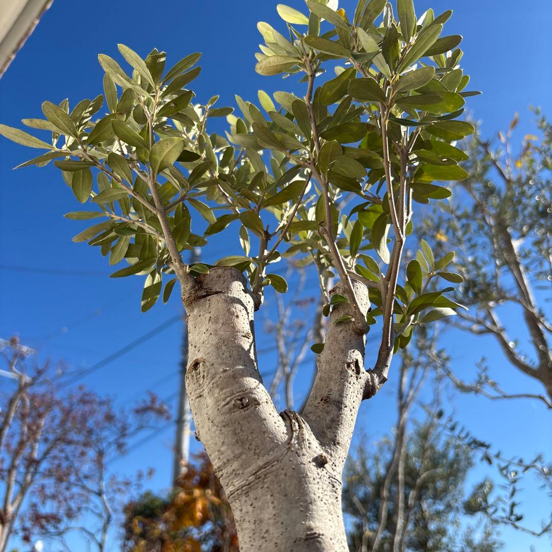 オリーブの木　極太　古木　シンボルツリー　植物　盆栽
