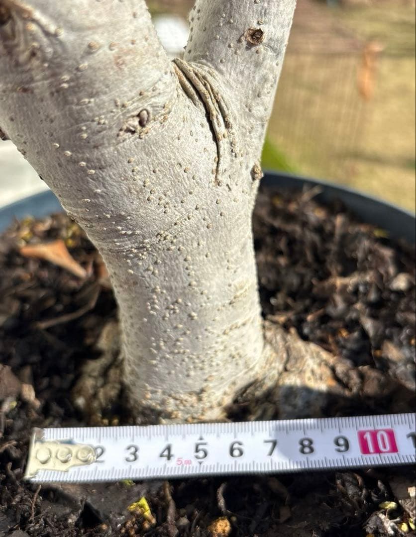 オリーブの木　極太　古木　シンボルツリー　植物　盆栽